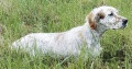 Setter Anglais SUNDAY DU HAUT DE COUBLUCQ Setter Anglais SUNDAY DU HAUT DE COUBLUCQ
